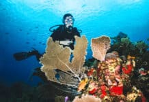 Scuba Diver with Sea Fans in Roatan, Honduras