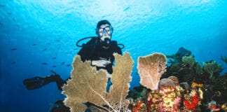 Scuba Diver with Sea Fans in Roatan, Honduras