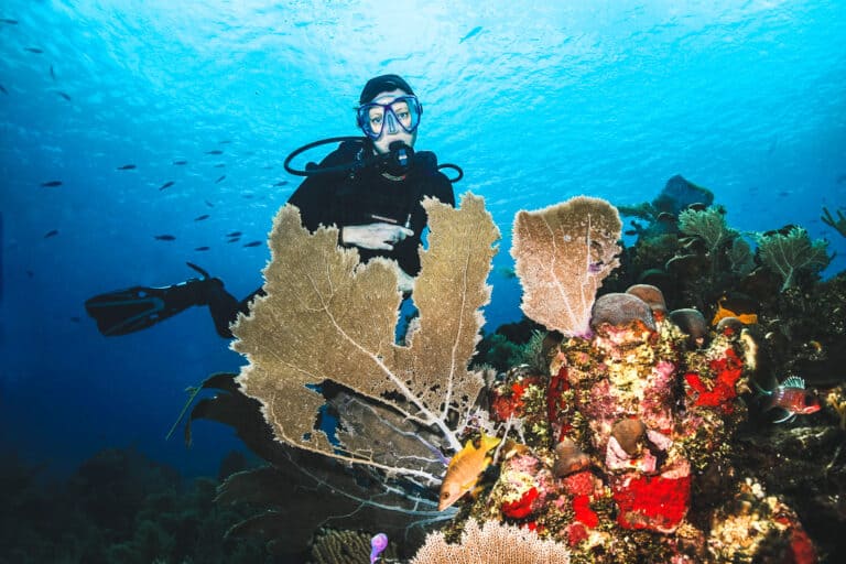 Scuba Diver with Sea Fans in Roatan, Honduras