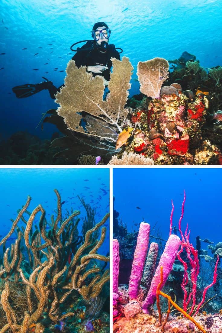 Roatan snorkeling and diving