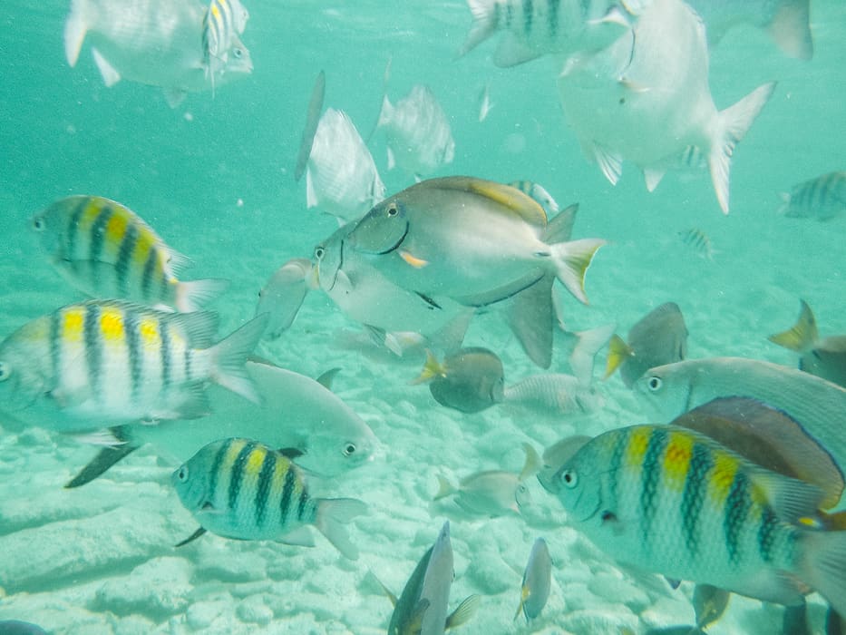 Snorkeling marine life at Baby Beach Aruba