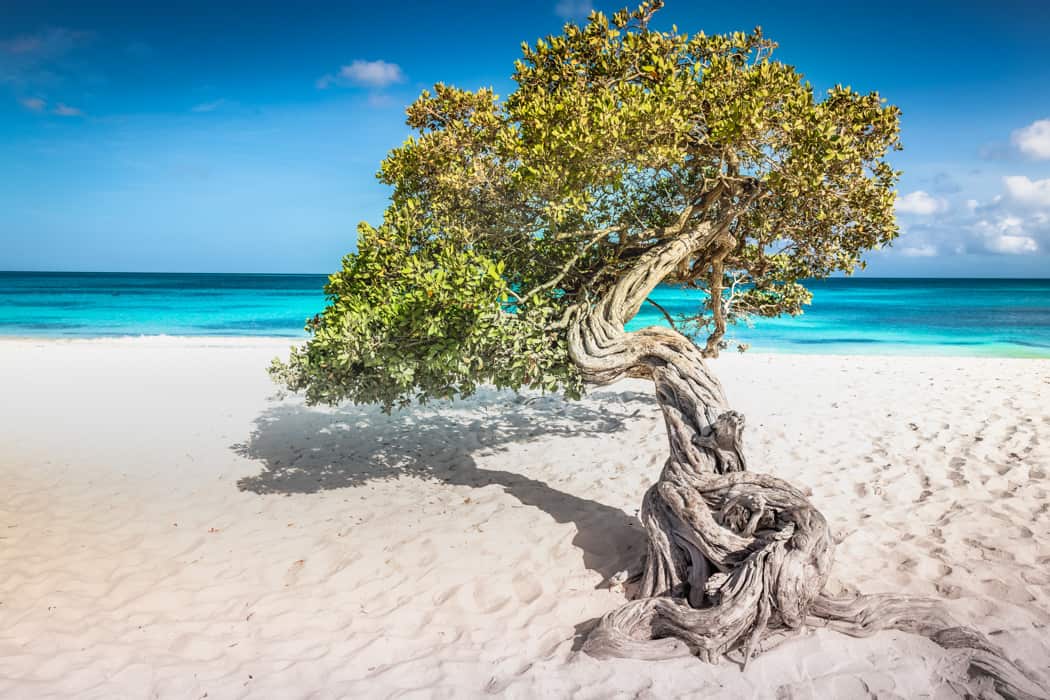 Eagle beach with divi divi tree on Aruba island
