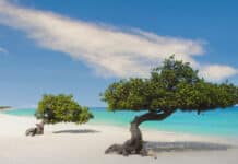 Divi Divi Trees on the shoreline of Eagle Beach in Aruba
