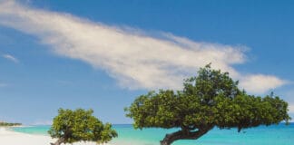 Divi Divi Trees on the shoreline of Eagle Beach in Aruba