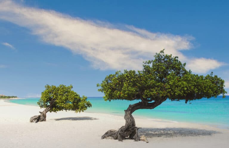 Divi Divi Trees on the shoreline of Eagle Beach in Aruba