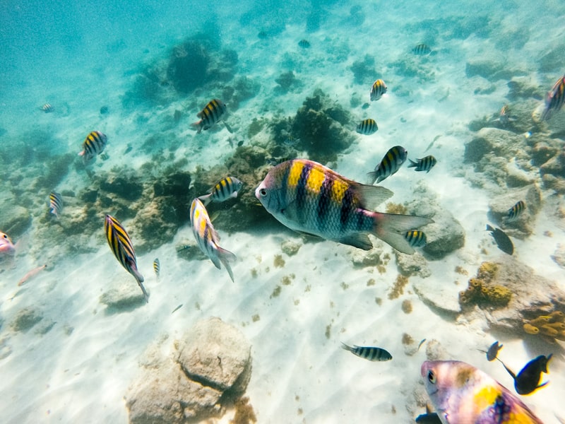 Sapphire Beach snorkeling in USVI