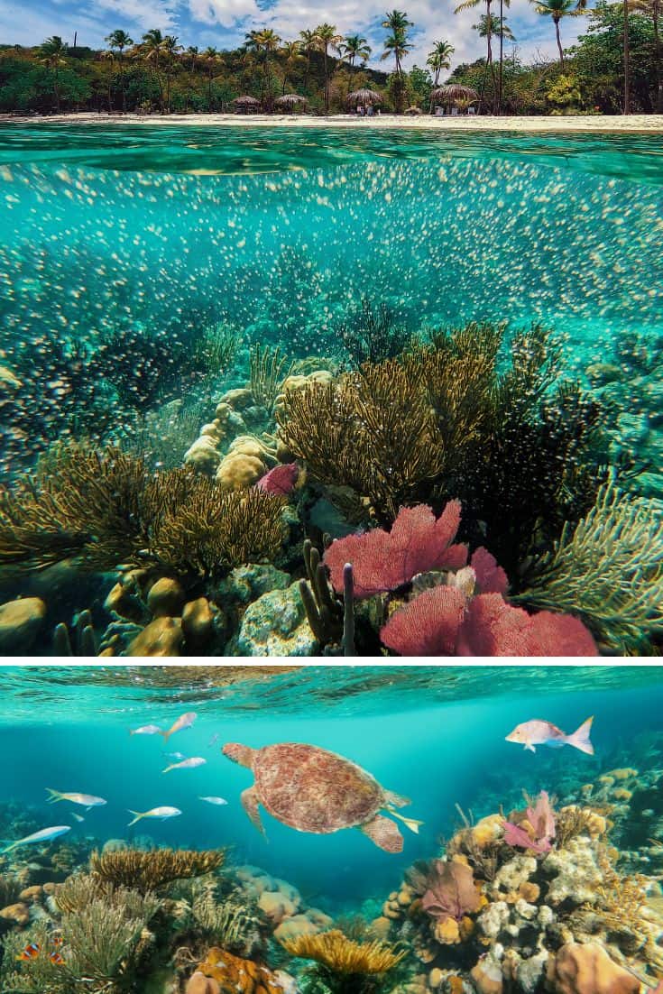 Snorkeling on Honeymoon Beach in St John USVI