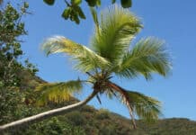Tire swing over Oppenheimer Beach on St. John in the US Virgin Islands