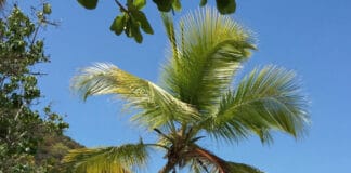 Tire swing over Oppenheimer Beach on St. John in the US Virgin Islands