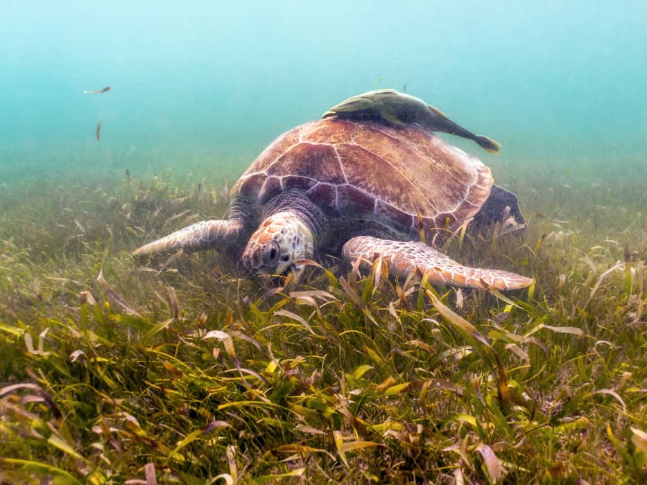 Sea turtle at Plage de Petite Anse Guadeloupe
