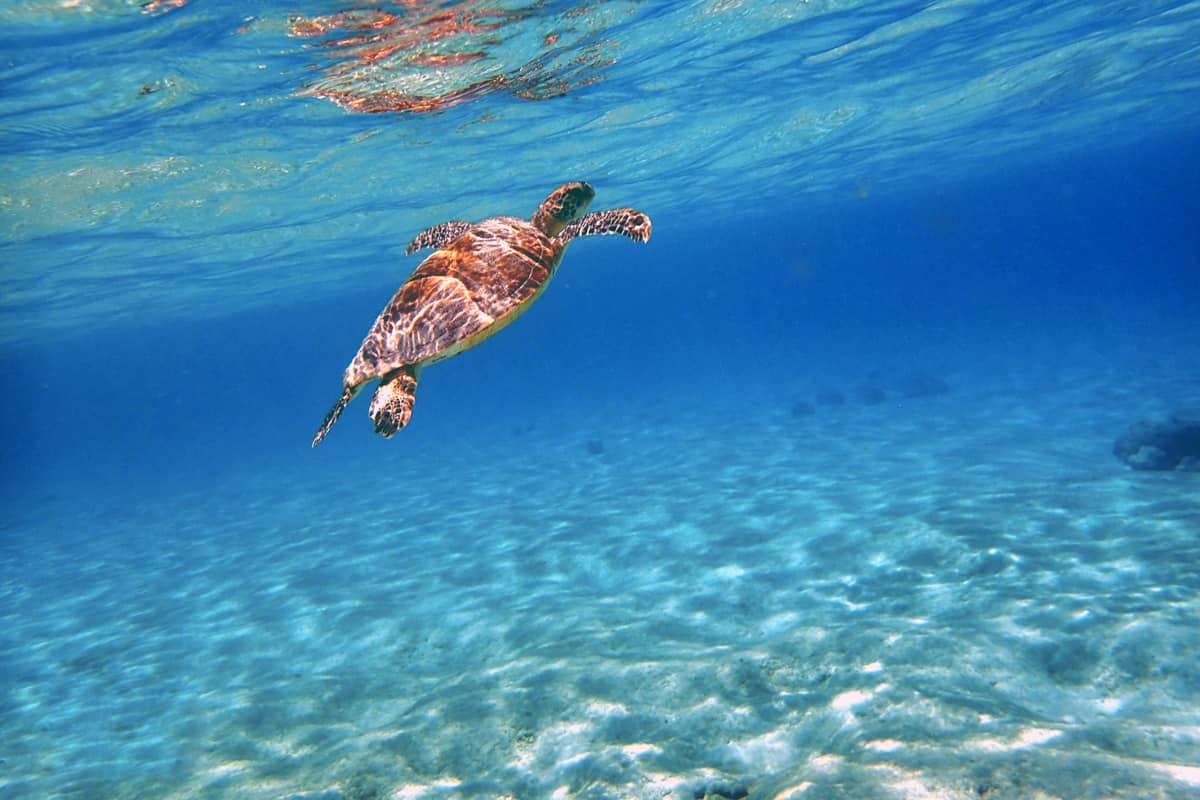 Waimea Bay Beach sea turtle snorkeling