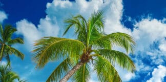 Bavaro Beach in Punta Cana