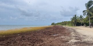 Plage des Salines Guadeloupe