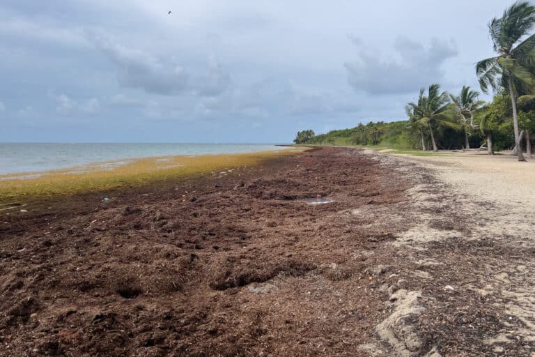 Plage des Salines Guadeloupe