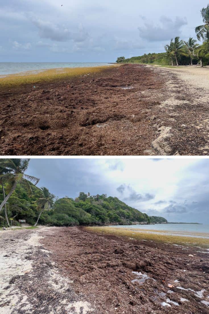 Plage des salines Guadeloupe