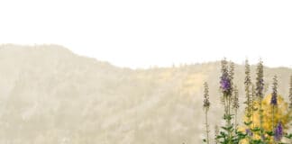 Albion Basin Wildflowers in Utah