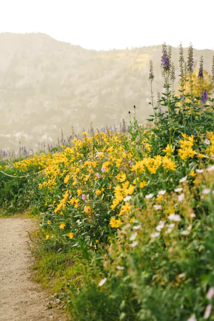 Albion Basin Wildflowers in Utah