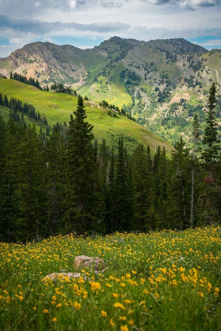 Cecret Lake Wildflowers Utah