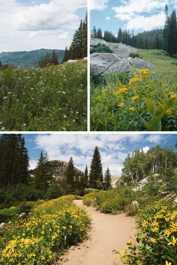 Utah Wildflowers Lake Mary Trail