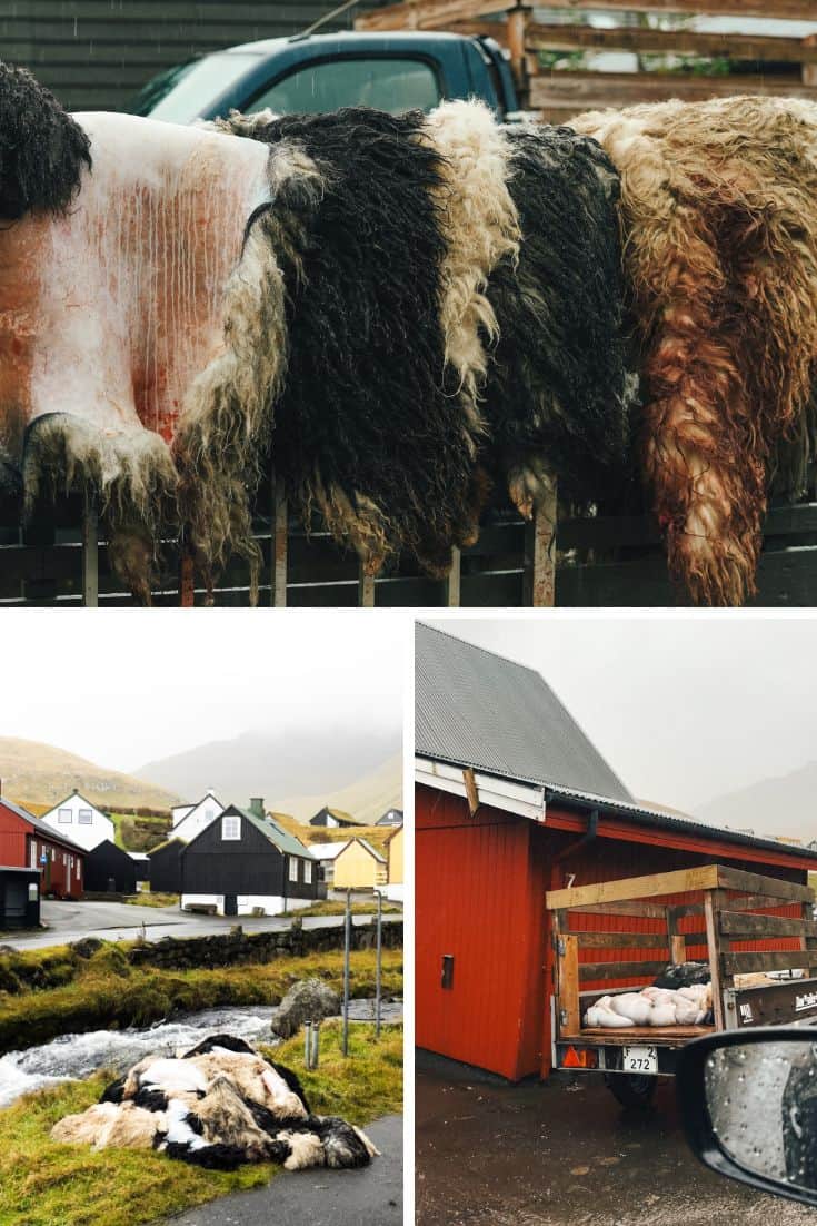 Faroe Islands sheep