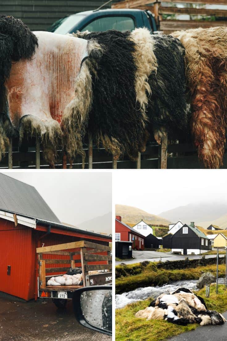 Sheep skin in the Faroe Islands