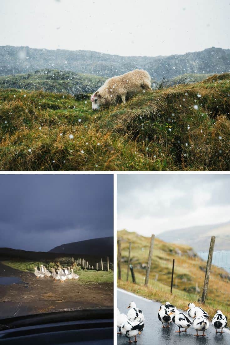 animals in the road Faroe Islands