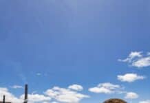 Hawaiian Spinner Dolphins swimming at Electric Beach