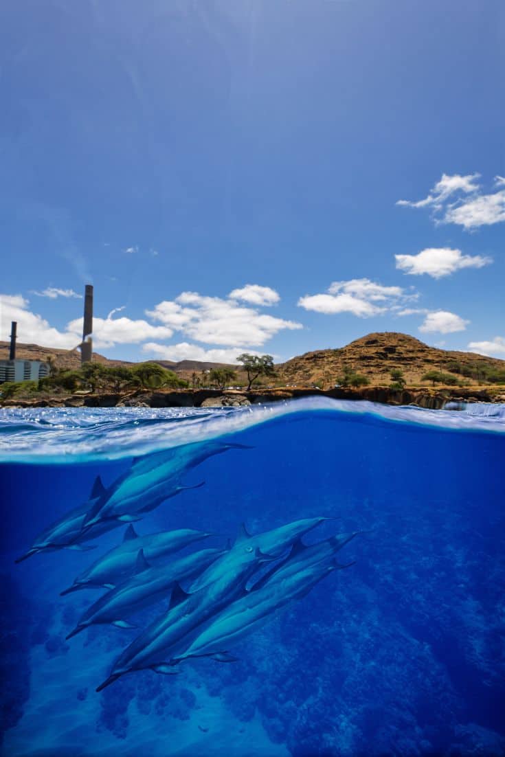 Hawaiian Spinner Dolphins swimming at Electric Beach