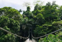 Mistico Arenal Hanging Bridges Park Review: Is It Worth It? (2026 Guide) Mistico Hanging Bridges Park