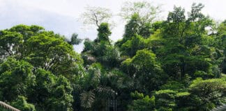 Mistico Hanging Bridges Park