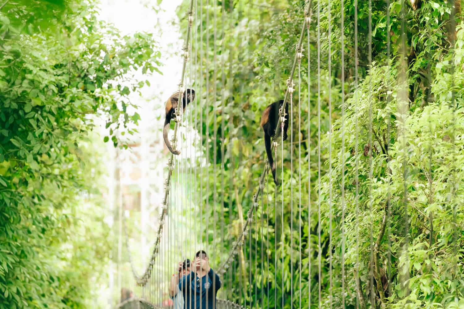 Monkey's hanging on the bridge Mistico Arenal Hanging Bridges Park