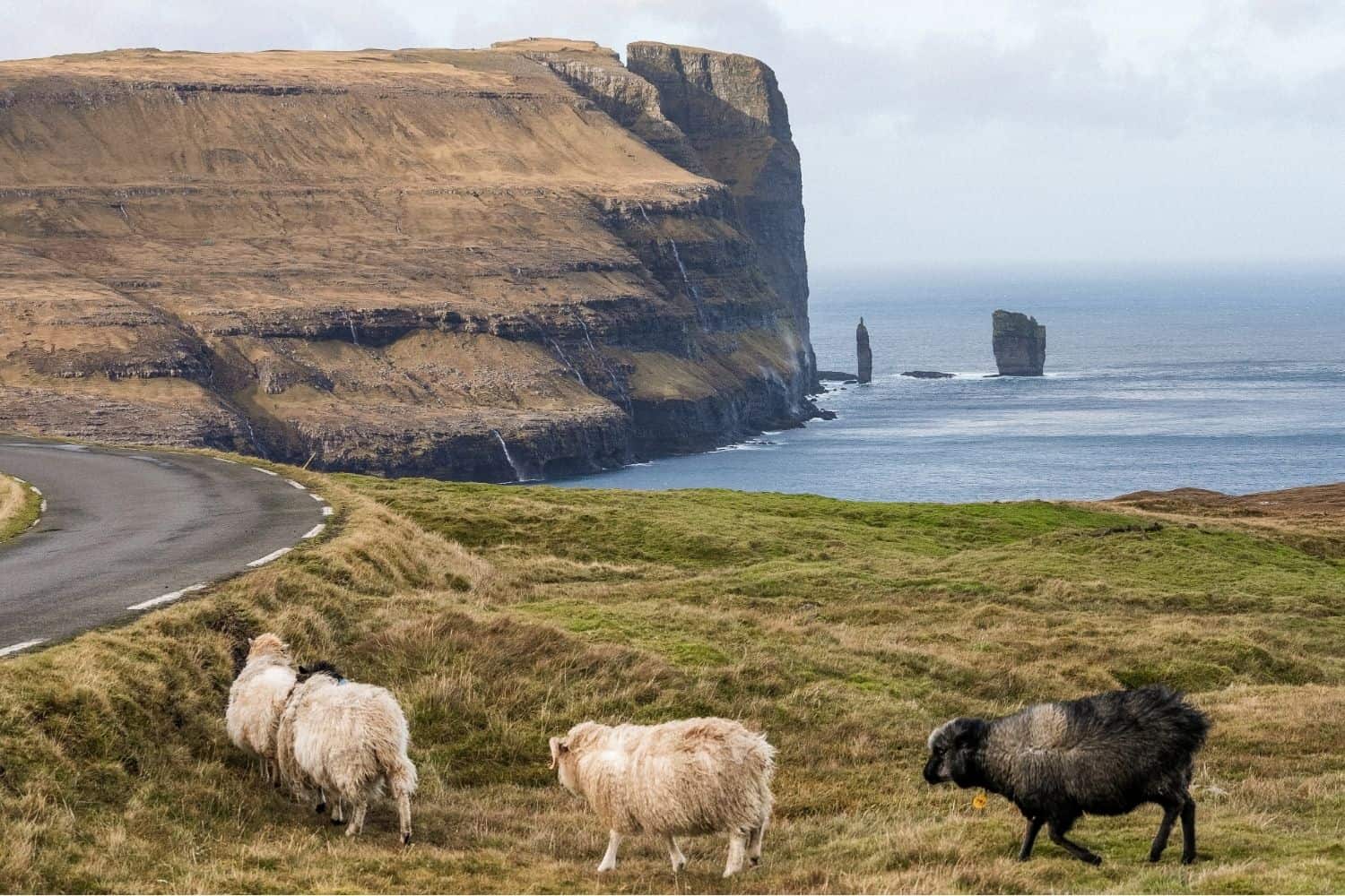 Sheep along the road near Eiði in the Faroe Islands with Risin and Kellingin sea stacks in the distance